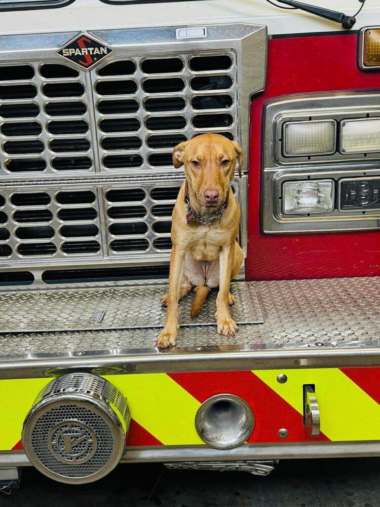 LEXI - LOCAL!, a Adoptable mixed breed in Langley, BC image 6/6