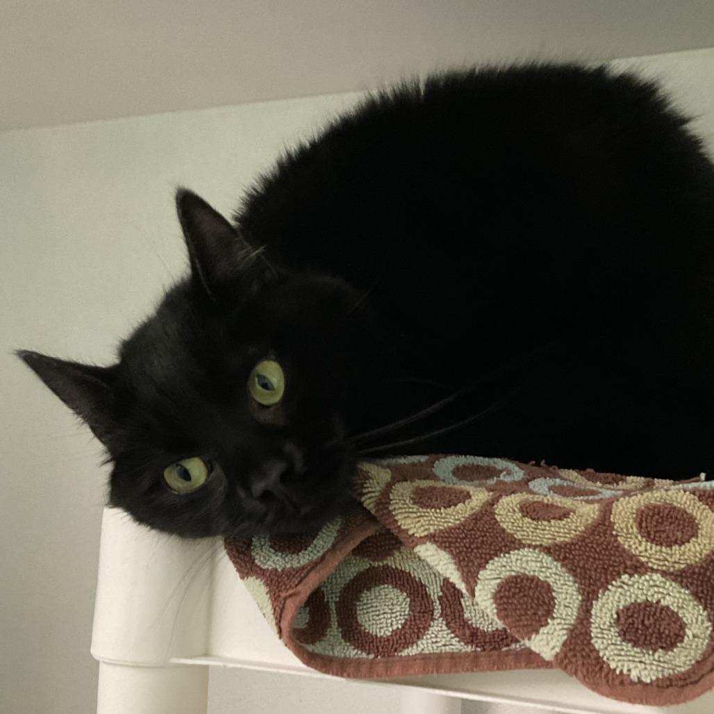 Enlarge Della, a Adoptable Domestic Short Hair in Colorado Springs, CO image 1/1
