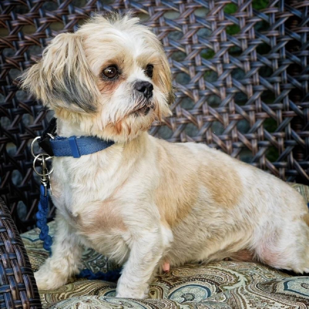 Willow, an adopted Shih Tzu in Kingston, ON image 4/4