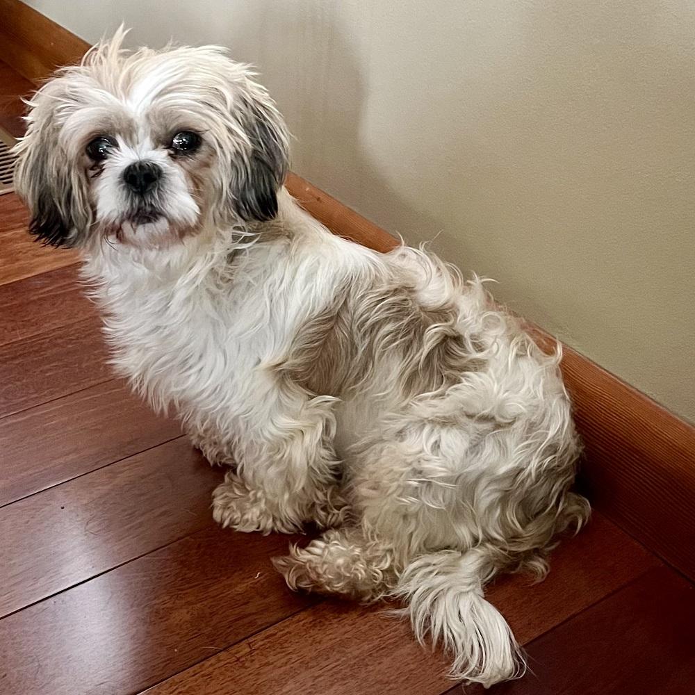 Willow, an adopted Shih Tzu in Kingston, ON image 1/4