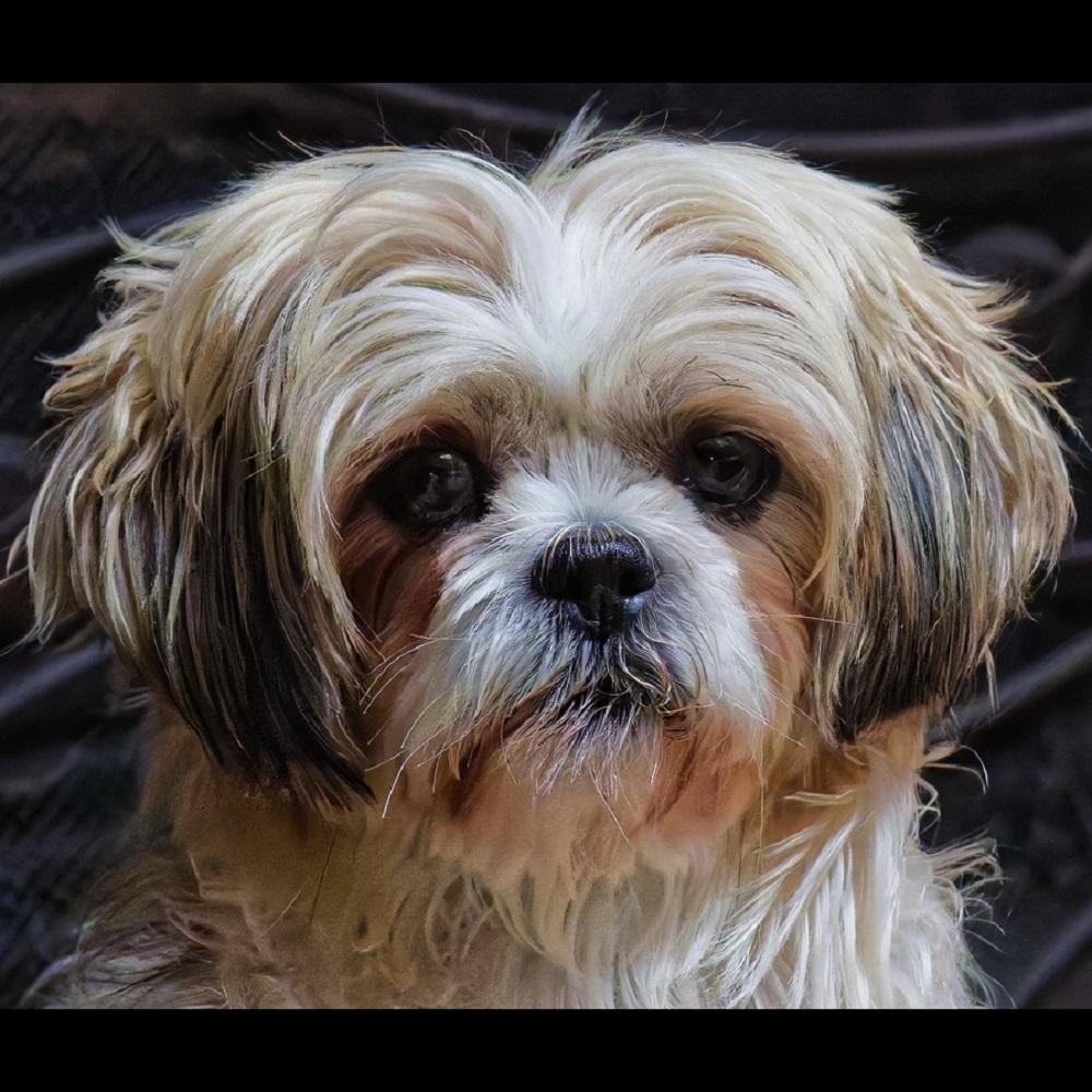 Willow, an adopted Shih Tzu in Kingston, ON image 2/4