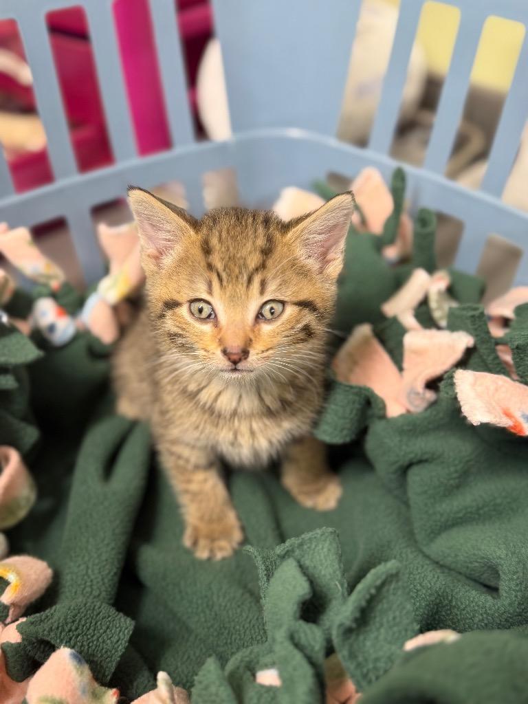 Kindling, Adoptable, Kitten Male Domestic Short Hair.