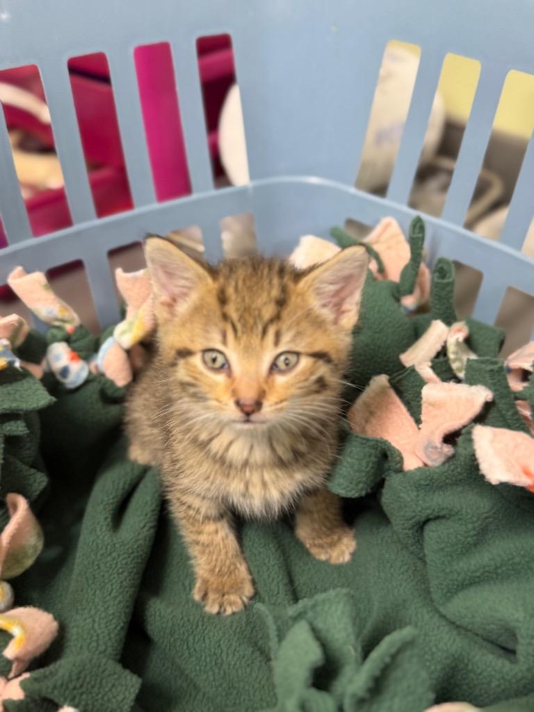 Enlarge Kindling, a Adoptable mixed breed in Auburn, IN image 2/2