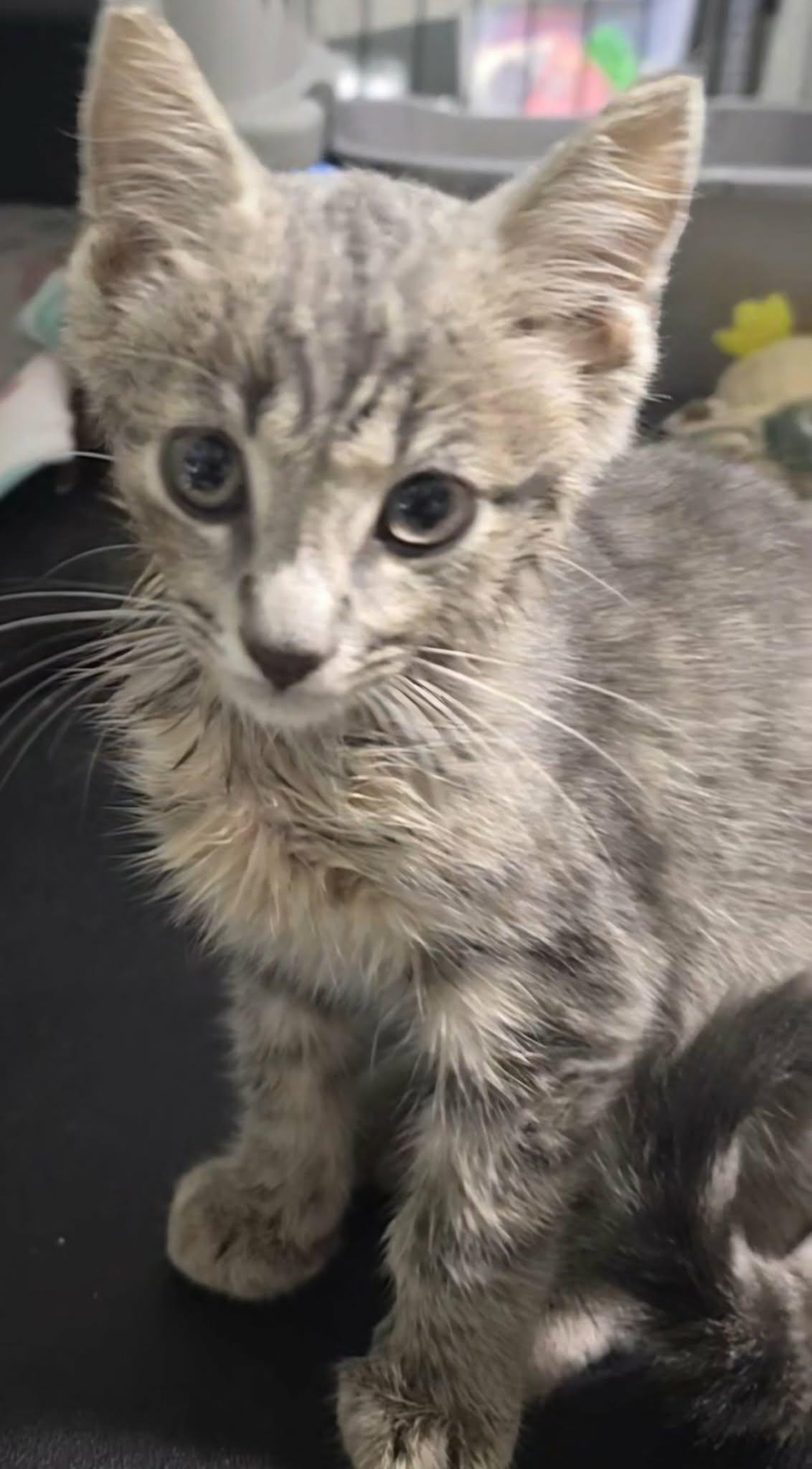 Enlarge Burt, a Adopted Domestic Short Hair in Stevensville, ON image 2/2