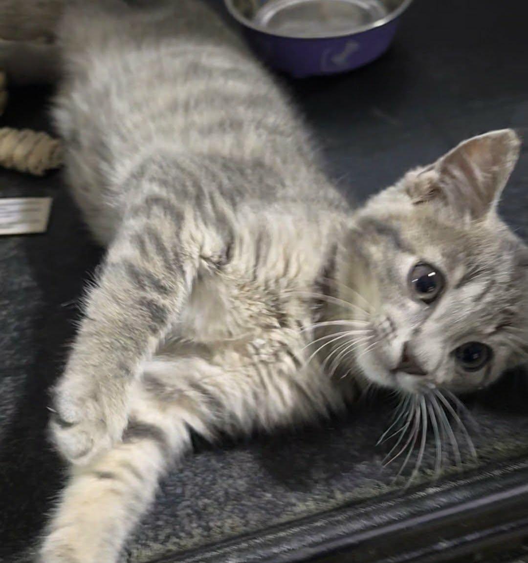 Enlarge Burt, a Adopted Domestic Short Hair in Stevensville, ON image 1/2