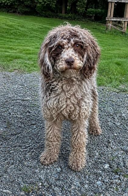 Enlarge Teddy, a Adoptable mixed breed in Seattle, WA image 3/5