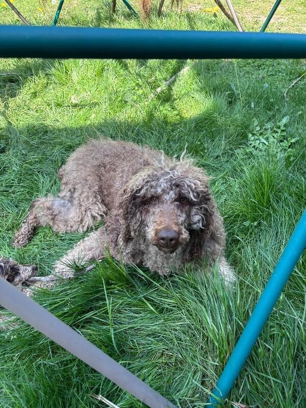 Enlarge Teddy, a Adoptable mixed breed in Seattle, WA image 4/5