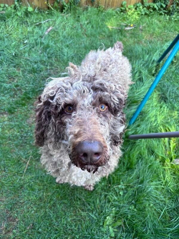 Enlarge Teddy, a Adoptable mixed breed in Seattle, WA image 5/5