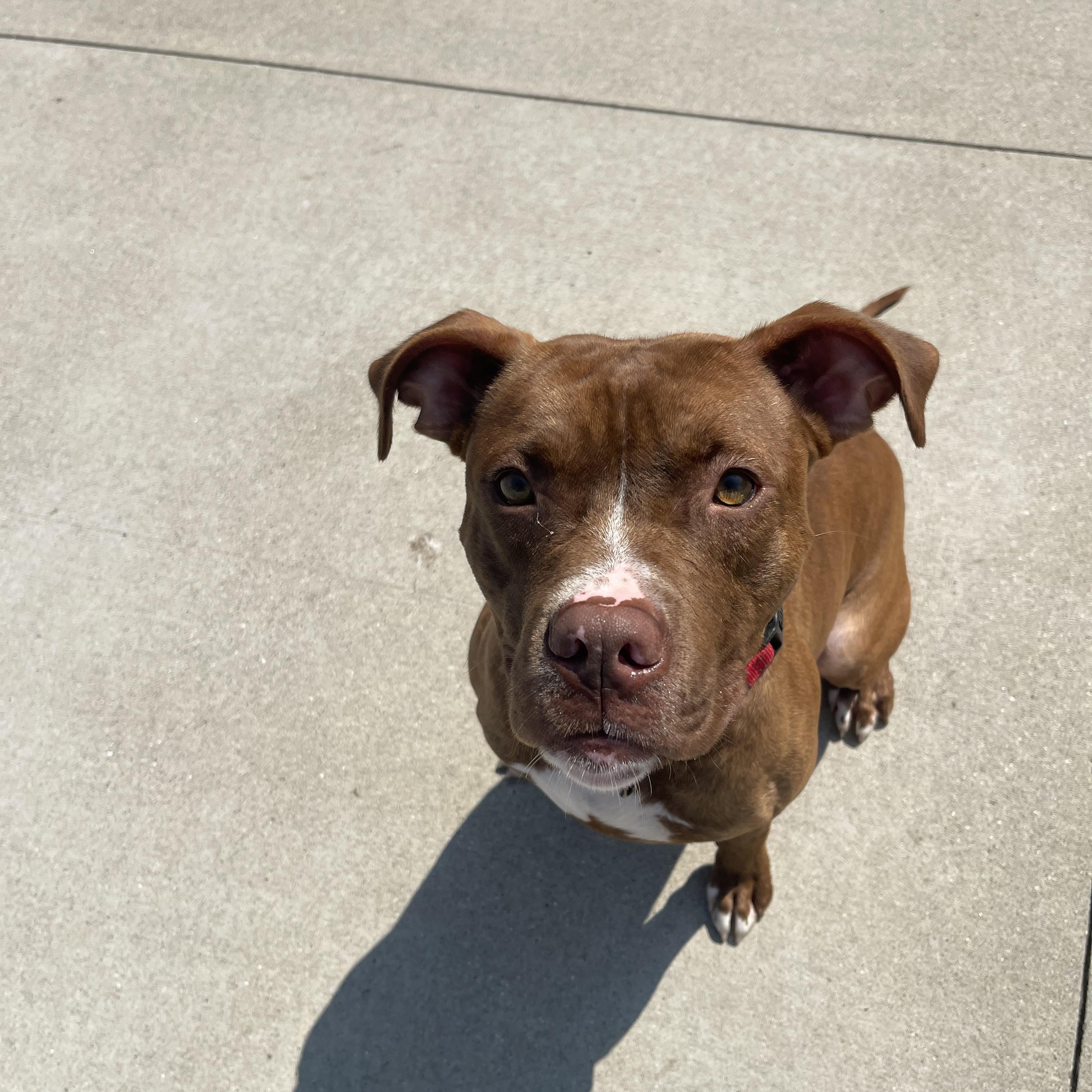 Gravy, an adoptable Mixed Breed in Mount Pleasant, MI, 48858 | Photo Image 3