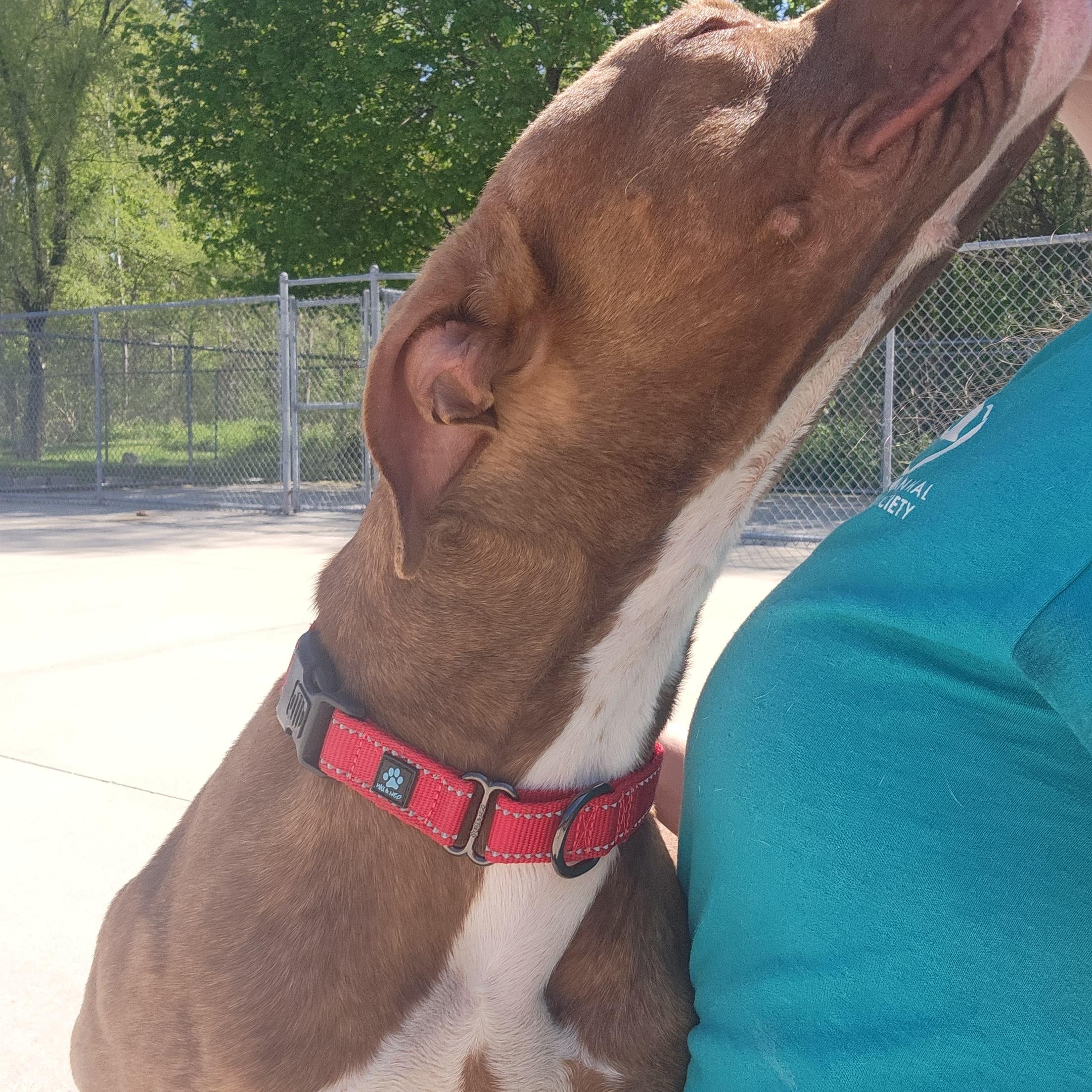 Gravy, an adoptable Mixed Breed in Mount Pleasant, MI, 48858 | Photo Image 4