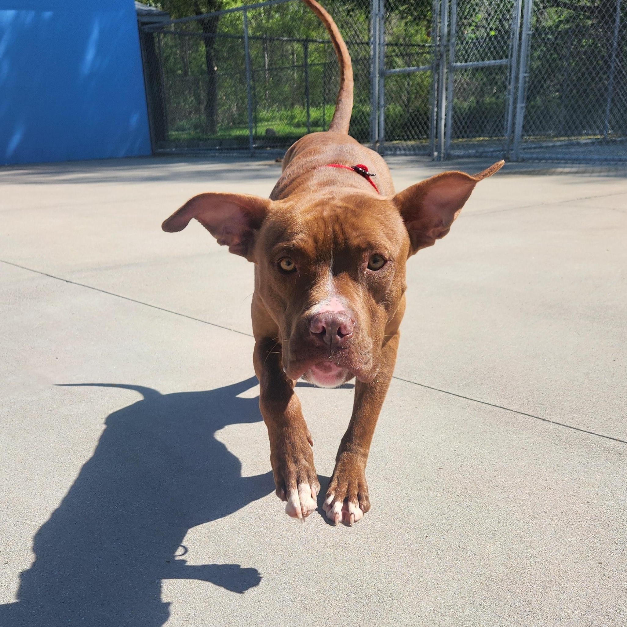 Gravy, Adult Male Mixed Breed