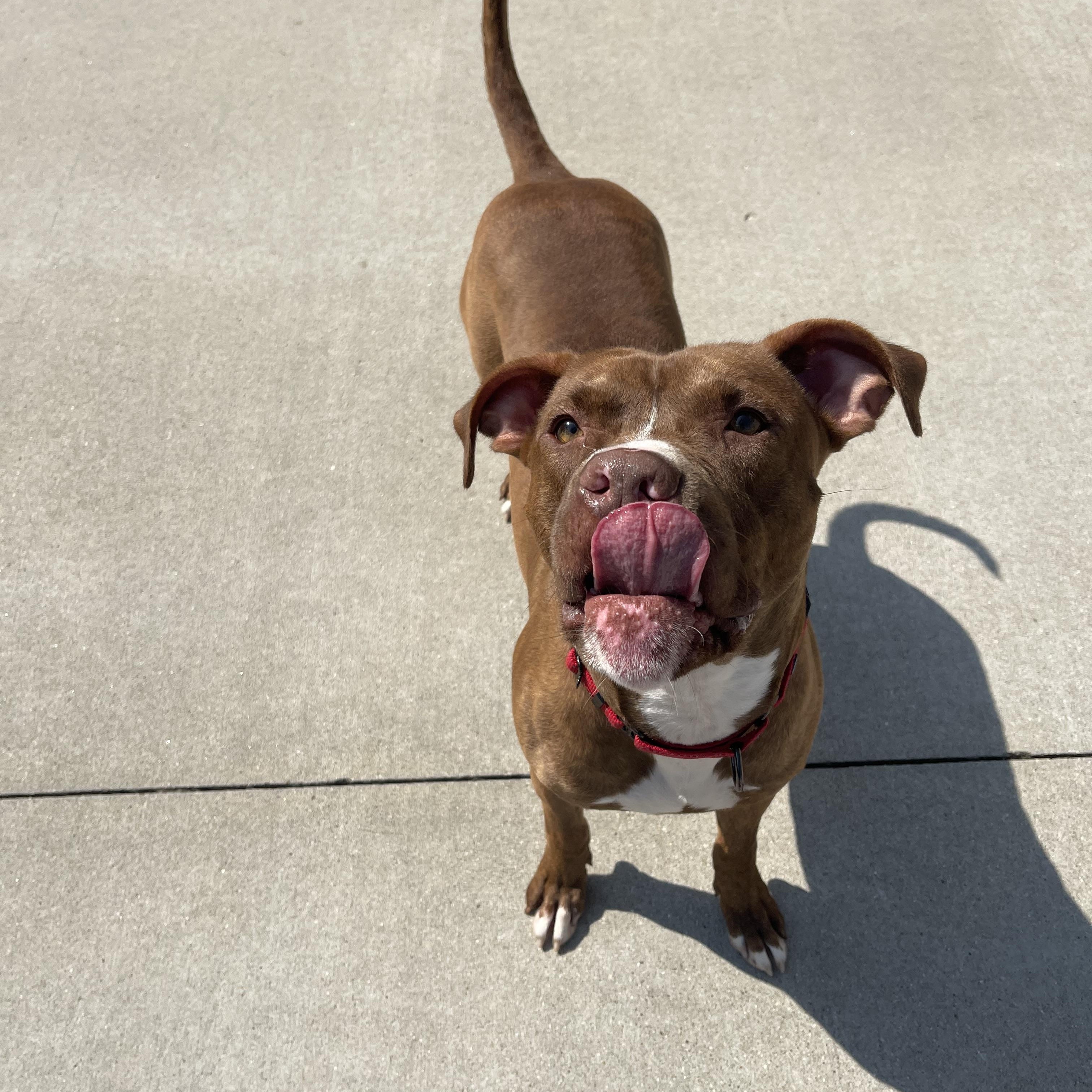 Gravy, an adoptable Mixed Breed in Mount Pleasant, MI, 48858 | Photo Image 1