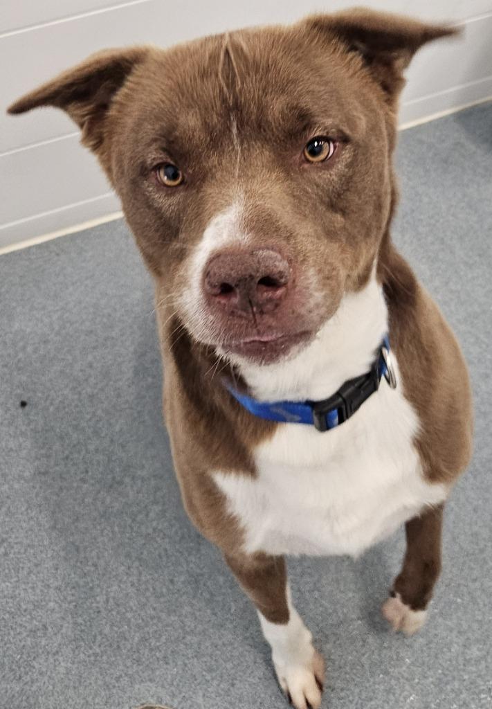 Enlarge Rascal, a Adoptable mixed breed in Portland, IN image 1/5