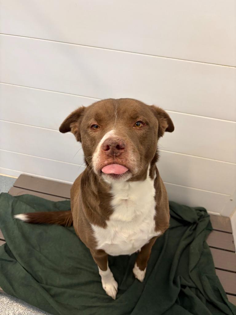 Enlarge Rascal, a Adoptable mixed breed in Portland, IN image 2/5