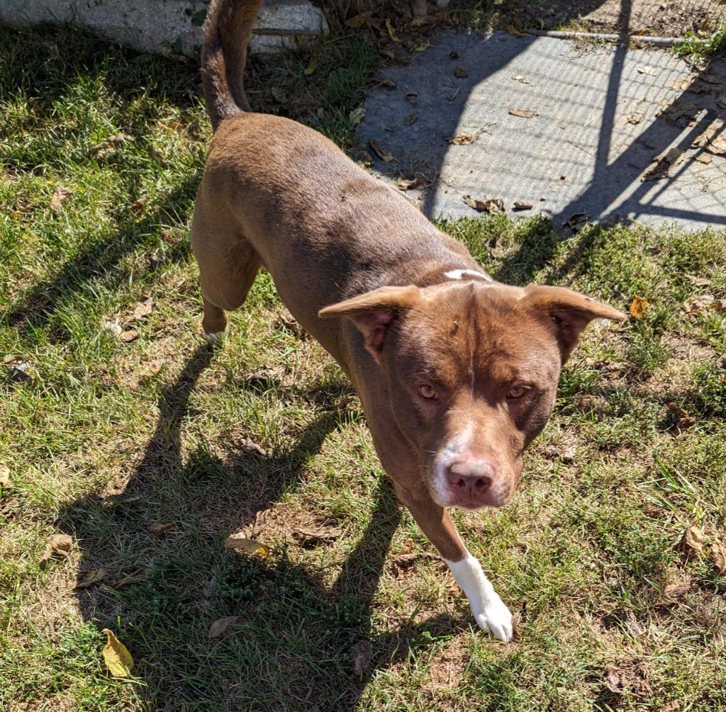 Enlarge Rascal, a Adoptable mixed breed in Portland, IN image 3/5