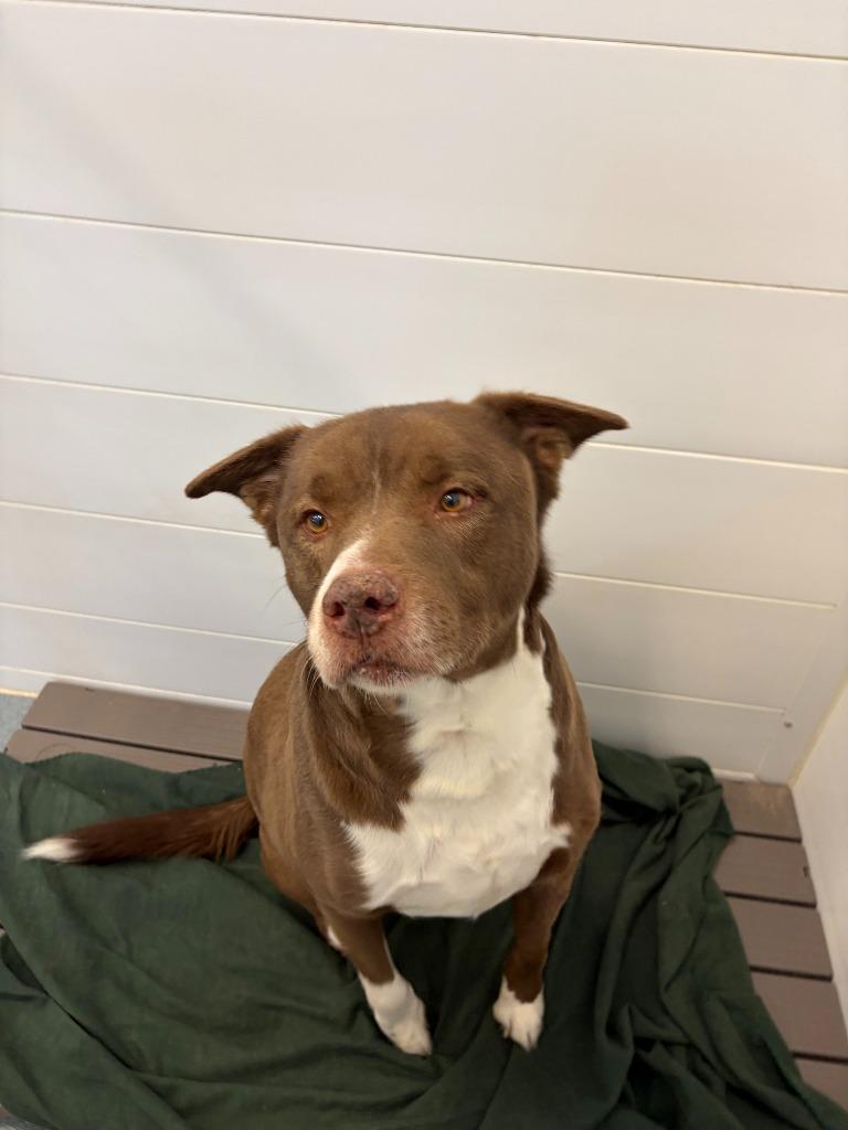 Enlarge Rascal, a Adoptable mixed breed in Portland, IN image 4/5