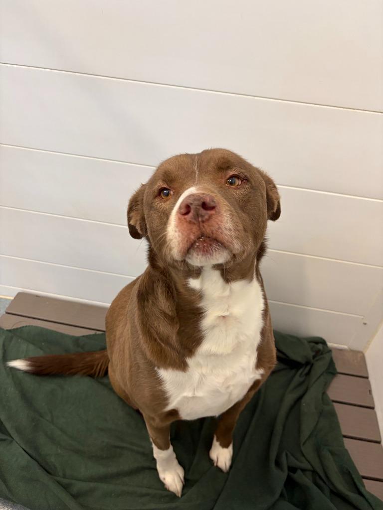 Enlarge Rascal, a Adoptable mixed breed in Portland, IN image 5/5