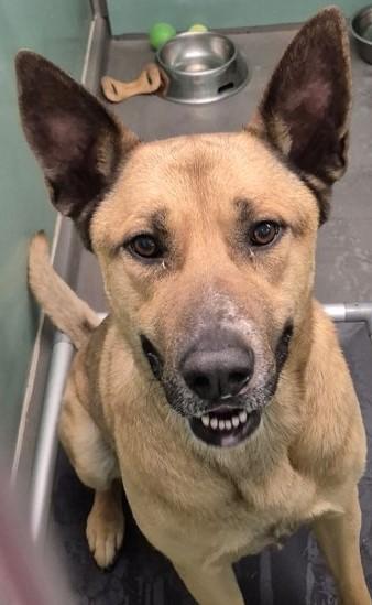 Enlarge Mateo, a ADOPTABLE mixed breed in Butte, MT image 1/1