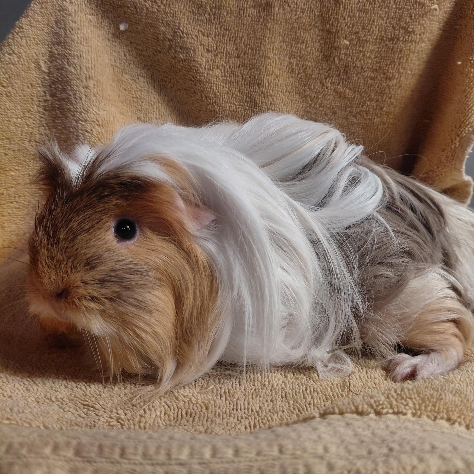 Buffy, adopted, Adult Female Guinea Pig.