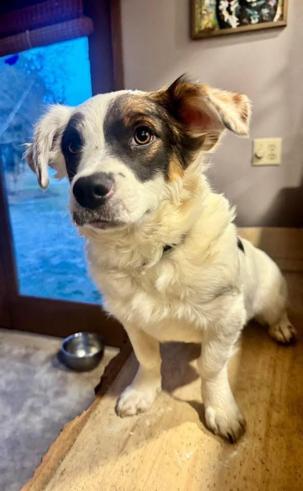 Enlarge Arrow, a Adopted mixed breed in Bristol, WI image 2/6