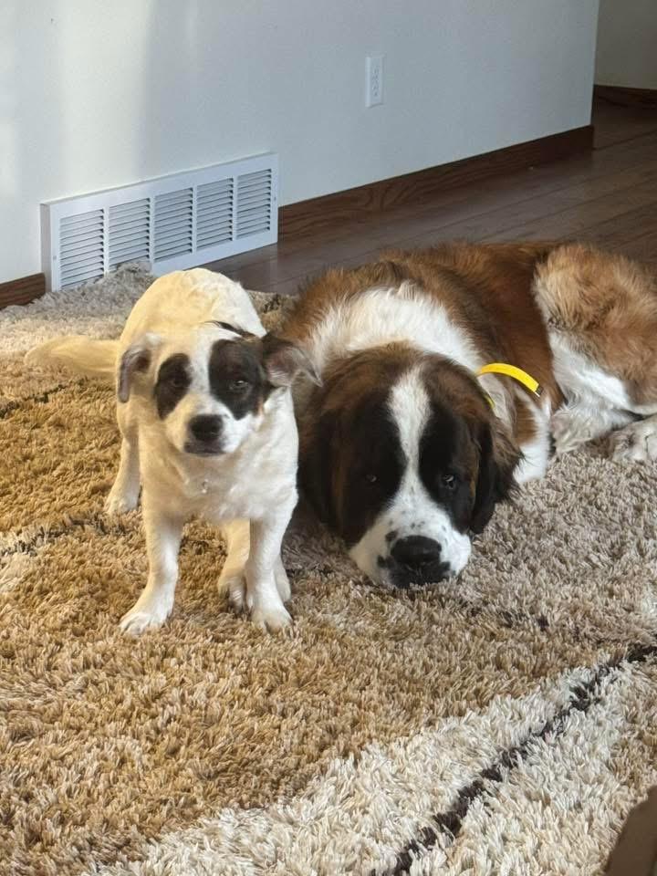Enlarge Arrow, a Adopted mixed breed in Bristol, WI image 5/6