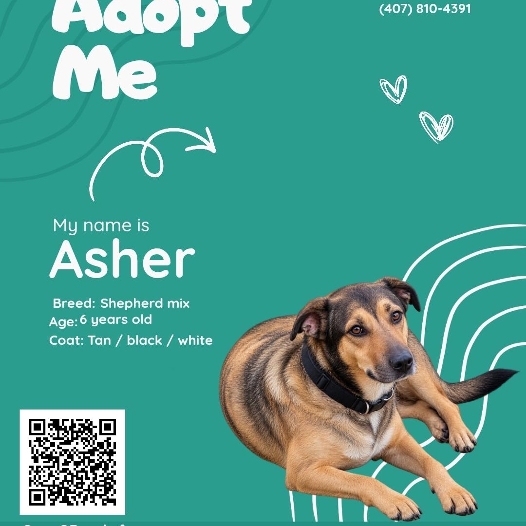 Enlarge Asher, a Adoptable German Shepherd Dog in Maryville, TN image 1/1
