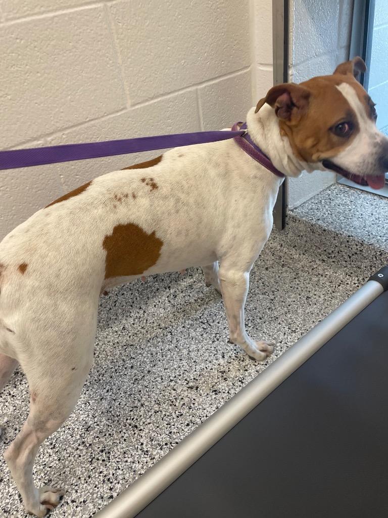 Hannah, a Adoptable Pit Bull Terrier in Clarksville, TN image 1/2