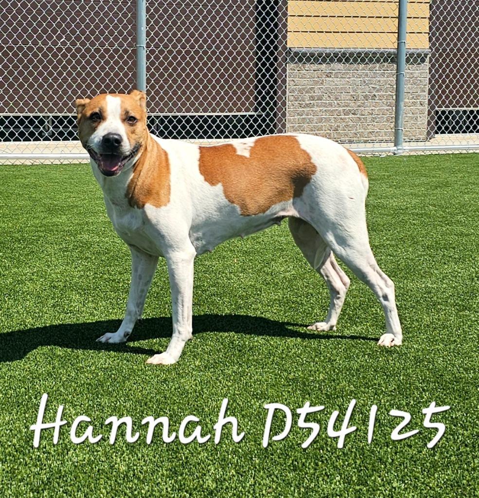 Hannah, a Adoptable Pit Bull Terrier in Clarksville, TN image 2/2