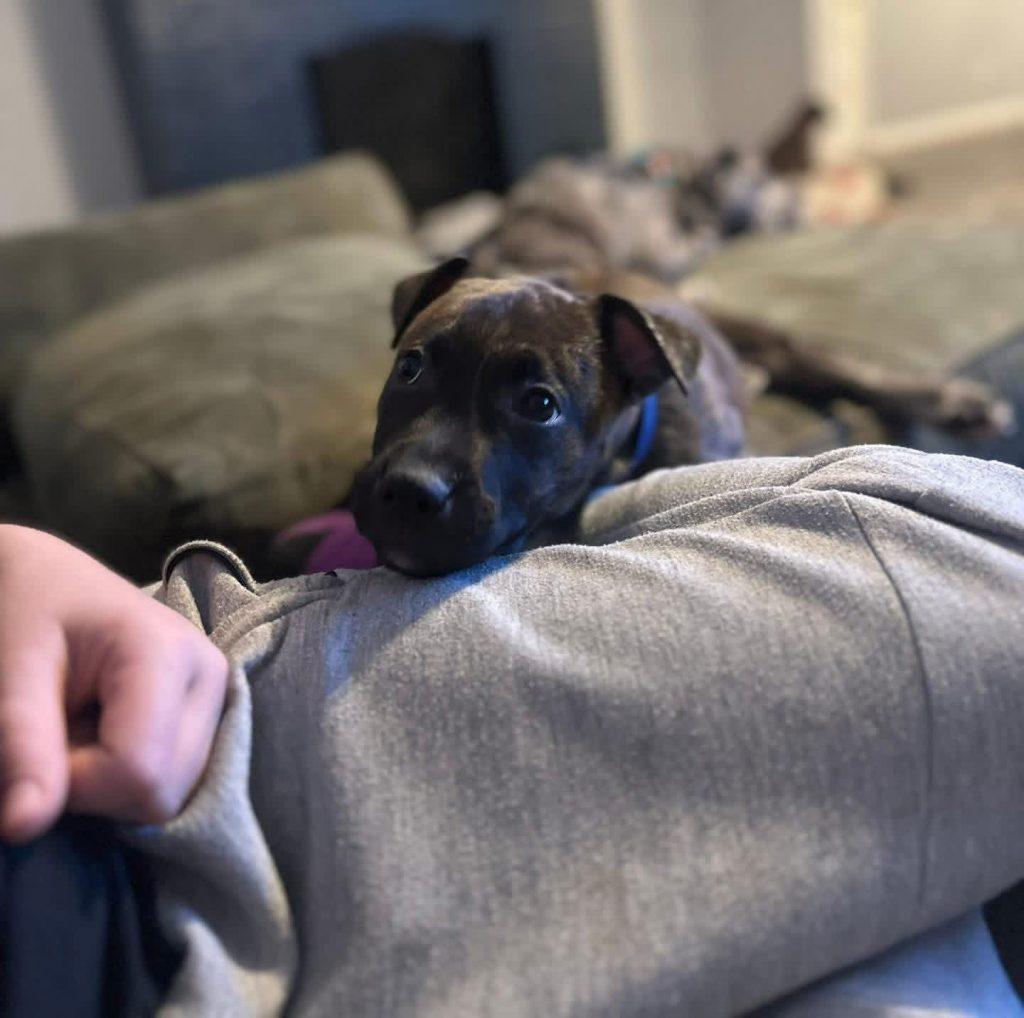 Rusty (12 weeks old), a ADOPTABLE mixed breed in Albany, NY image 2/2