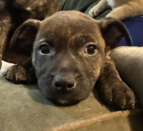 Rusty (12 weeks old), a ADOPTABLE mixed breed in Albany, NY image 1/2