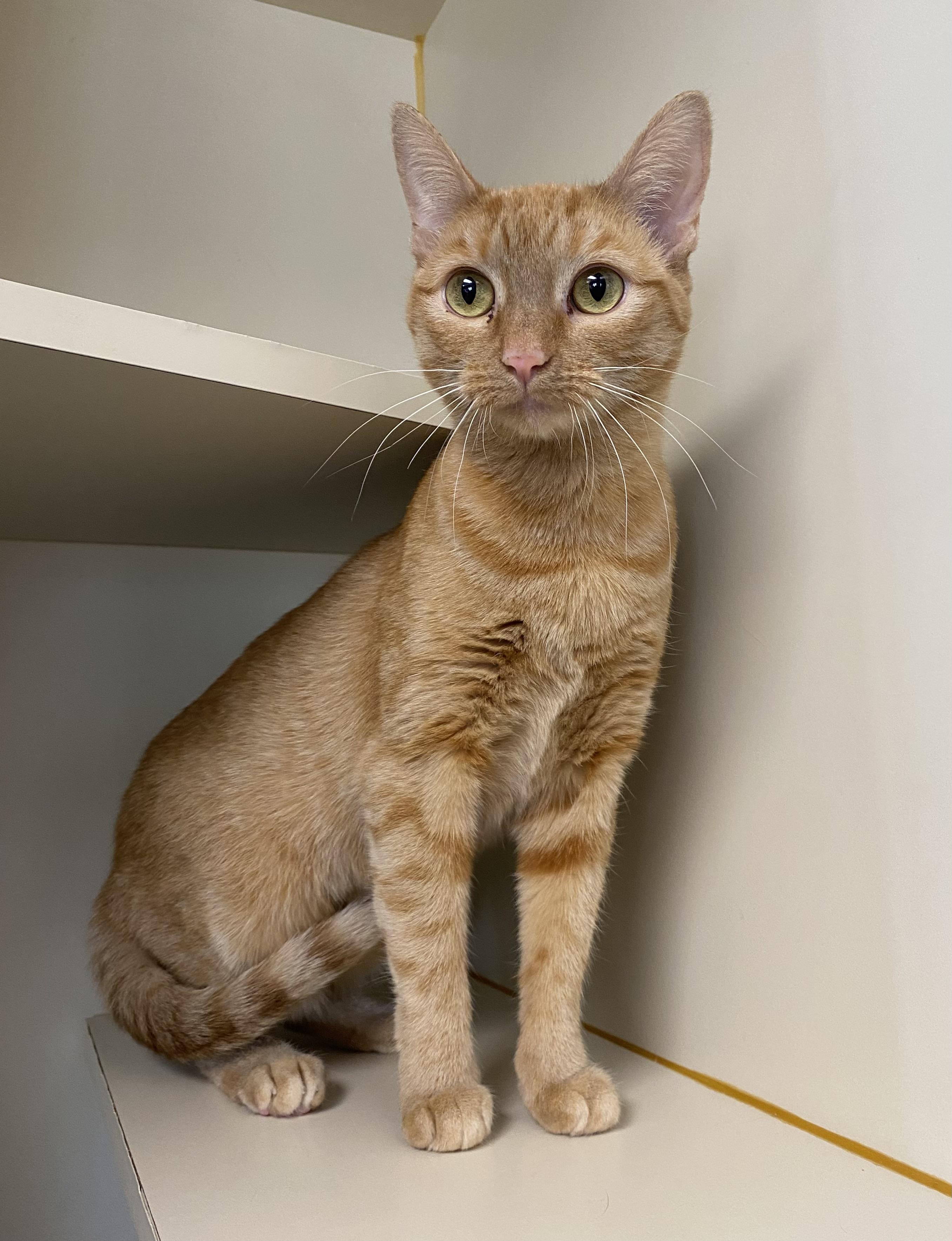 Enlarge Violet, a ADOPTABLE Domestic Short Hair in Somerset, NJ image 2/3