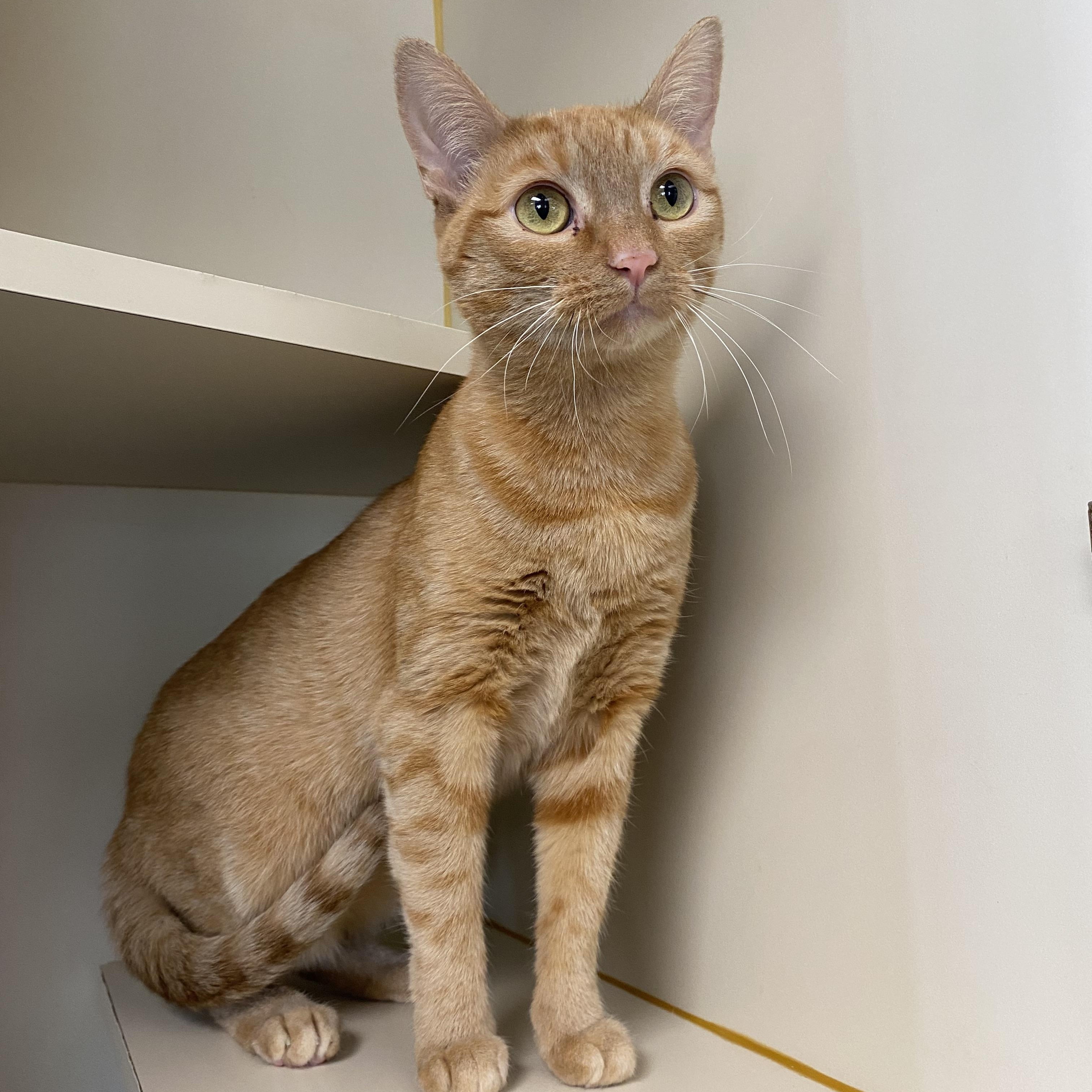 Enlarge Violet, a ADOPTABLE Domestic Short Hair in Somerset, NJ image 3/3