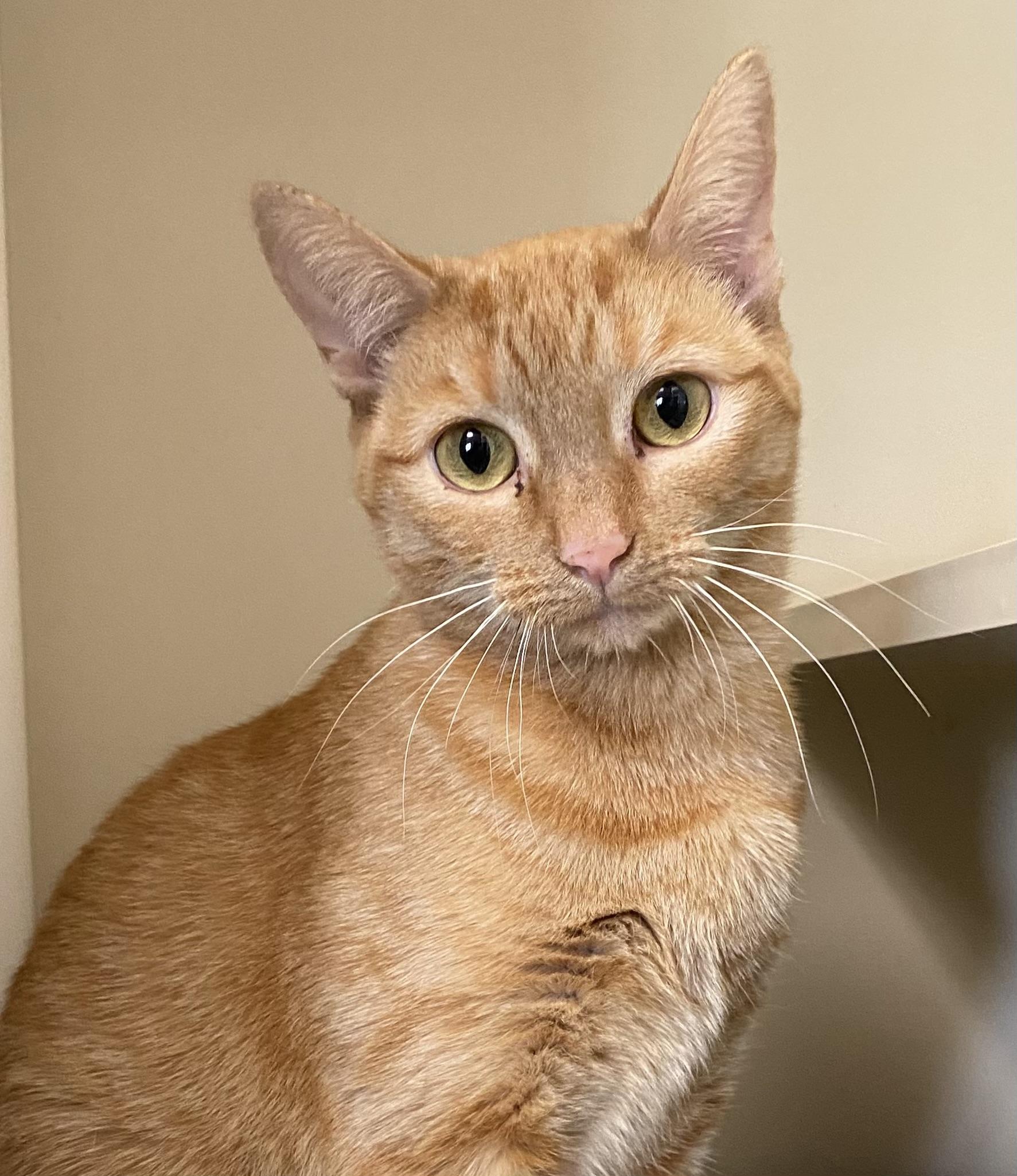 Violet, ADOPTABLE, Adult Female Domestic Short Hair.