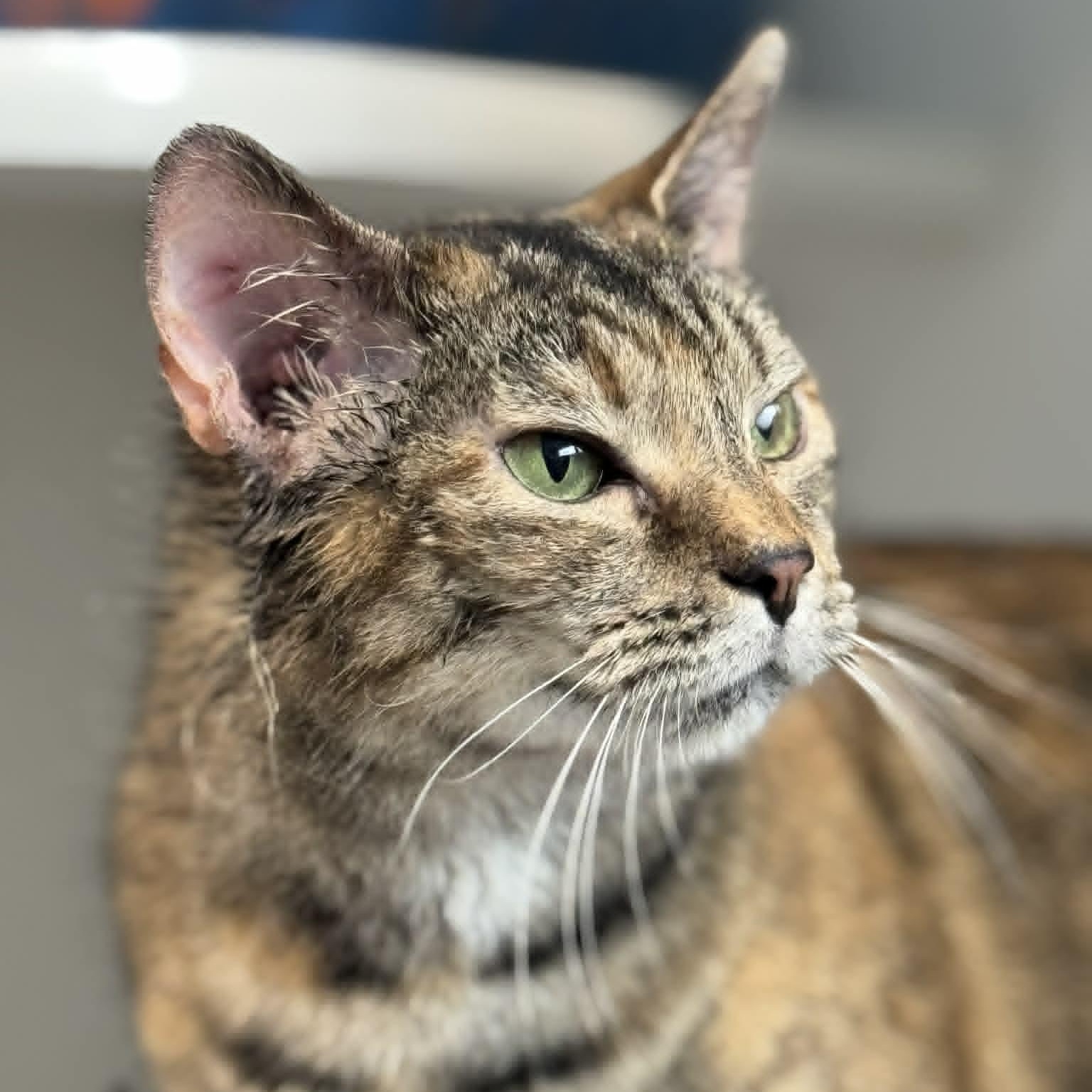 Elf, ADOPTABLE, Young Female American Shorthair.