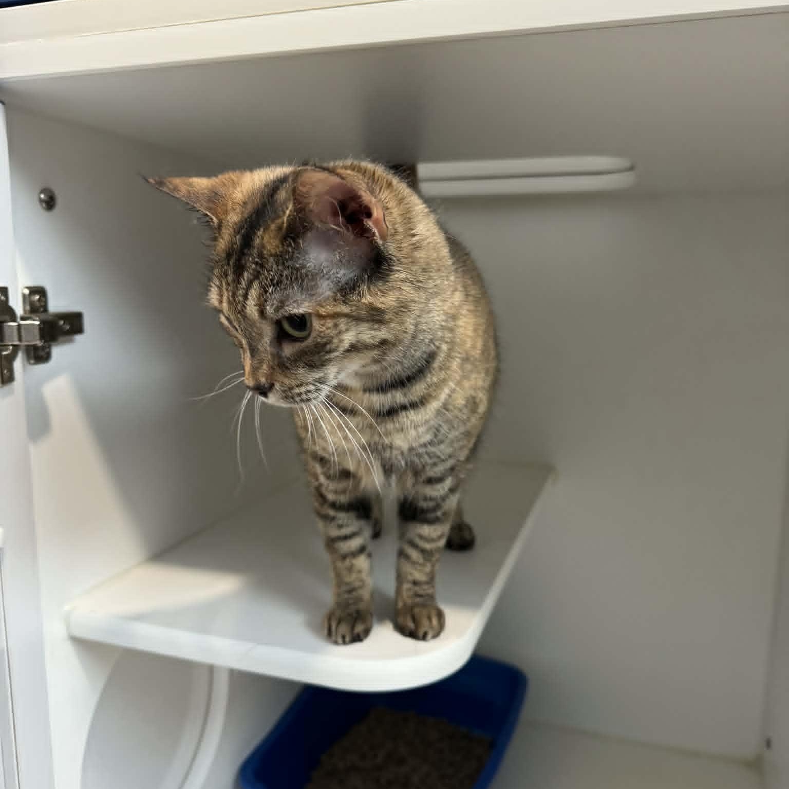 Enlarge Elf, a ADOPTABLE American Shorthair in Danbury, CT image 3/5