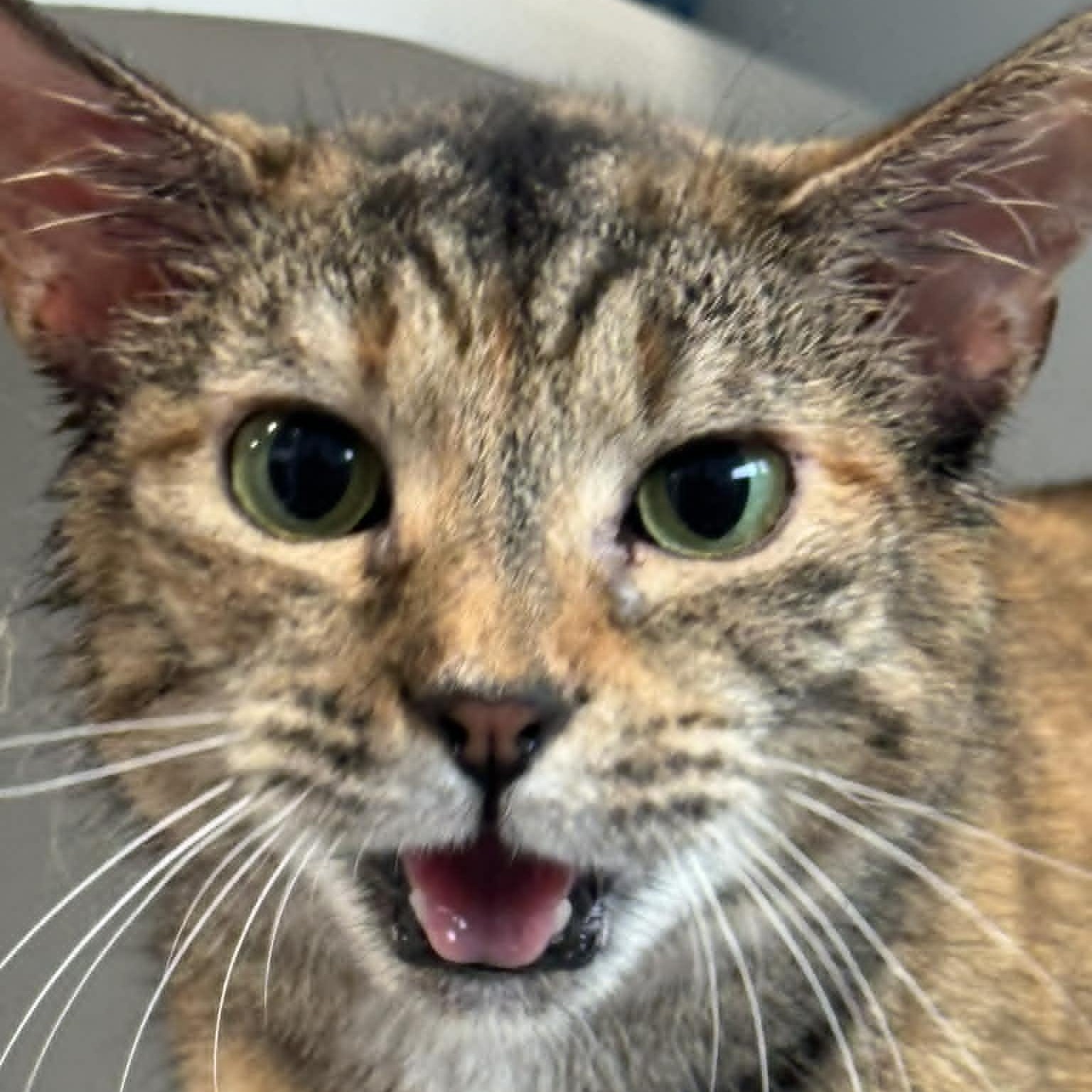 Enlarge Elf, a ADOPTABLE American Shorthair in Danbury, CT image 4/5