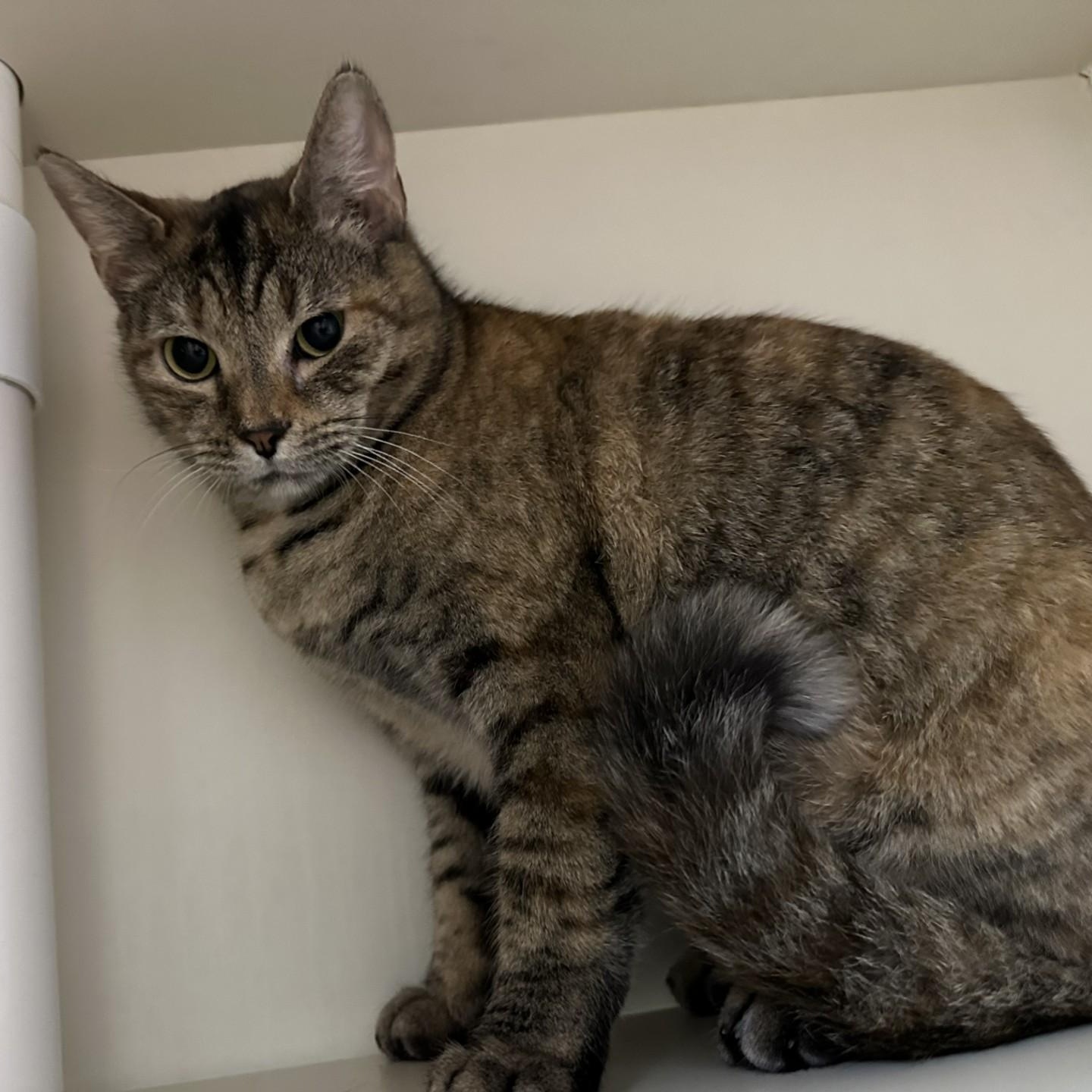 Enlarge Elf, a ADOPTABLE American Shorthair in Danbury, CT image 5/5