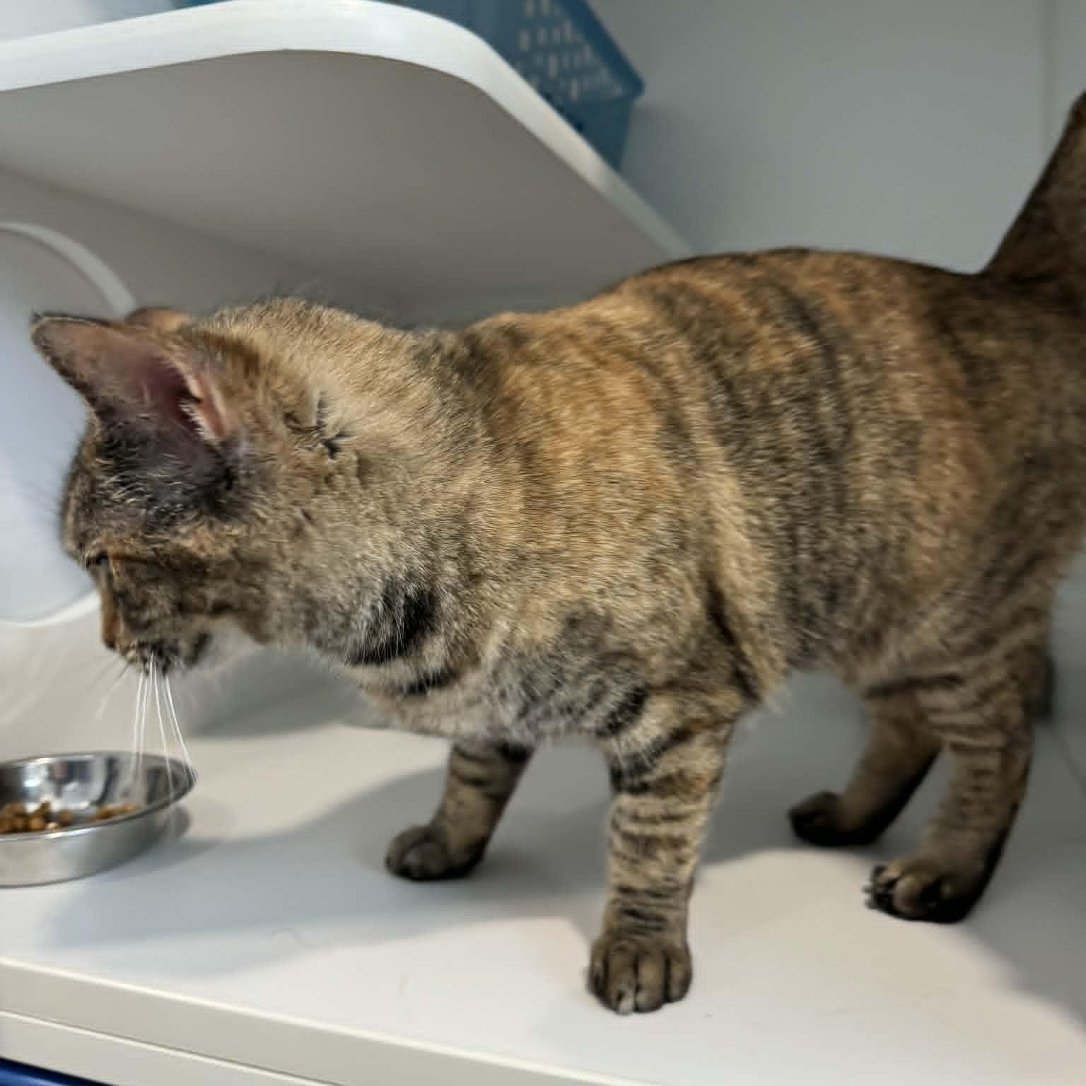 Enlarge Elf, a ADOPTABLE American Shorthair in Danbury, CT image 2/5