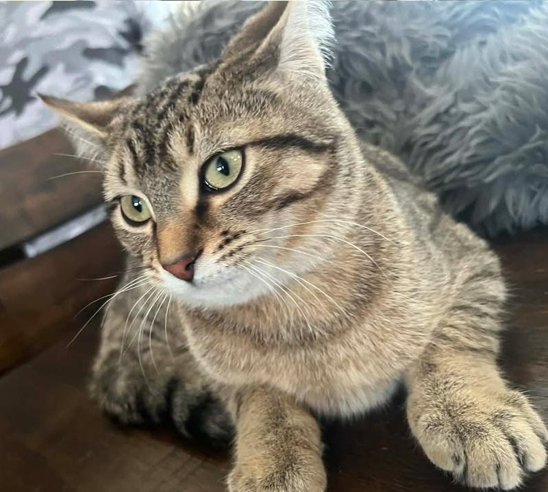 Enlarge Nala, an adopted Domestic Short Hair in Anjou, QC image 2/2