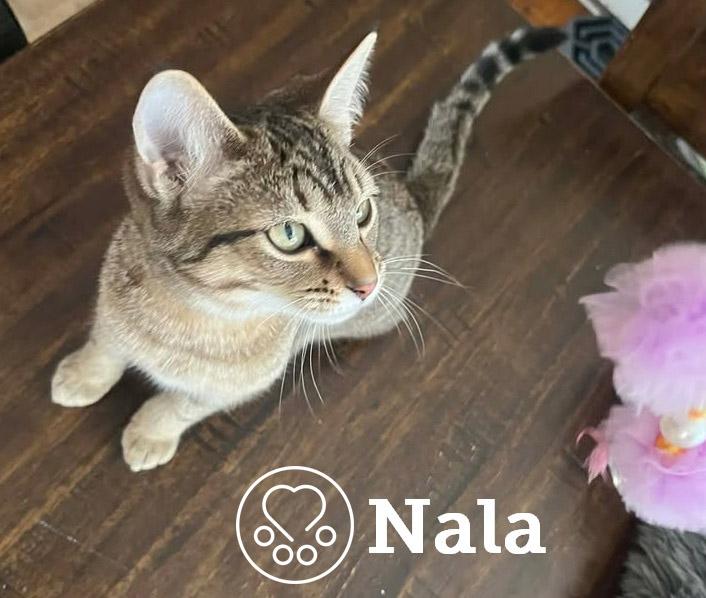 Nala, adopted, Kitten Female Domestic Short Hair.