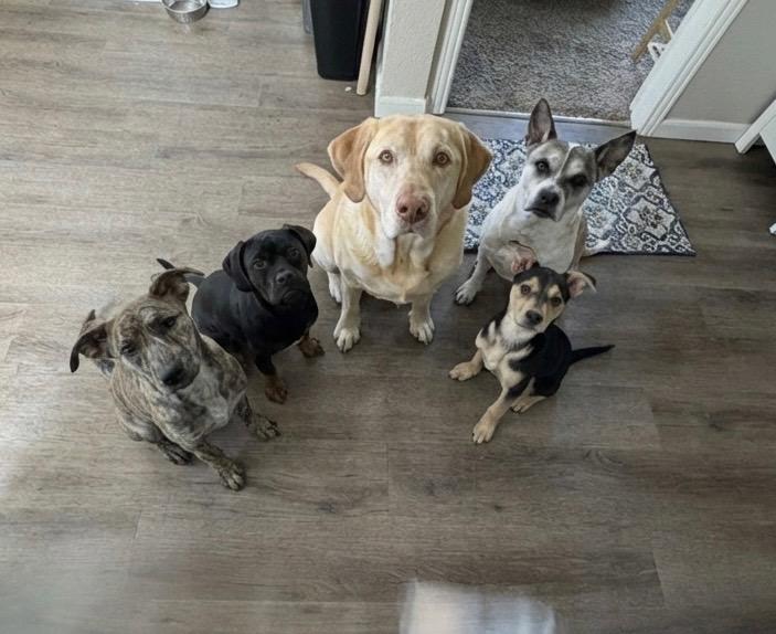 Enlarge Lola, a ADOPTABLE mixed breed in Commerce City, CO image 2/6