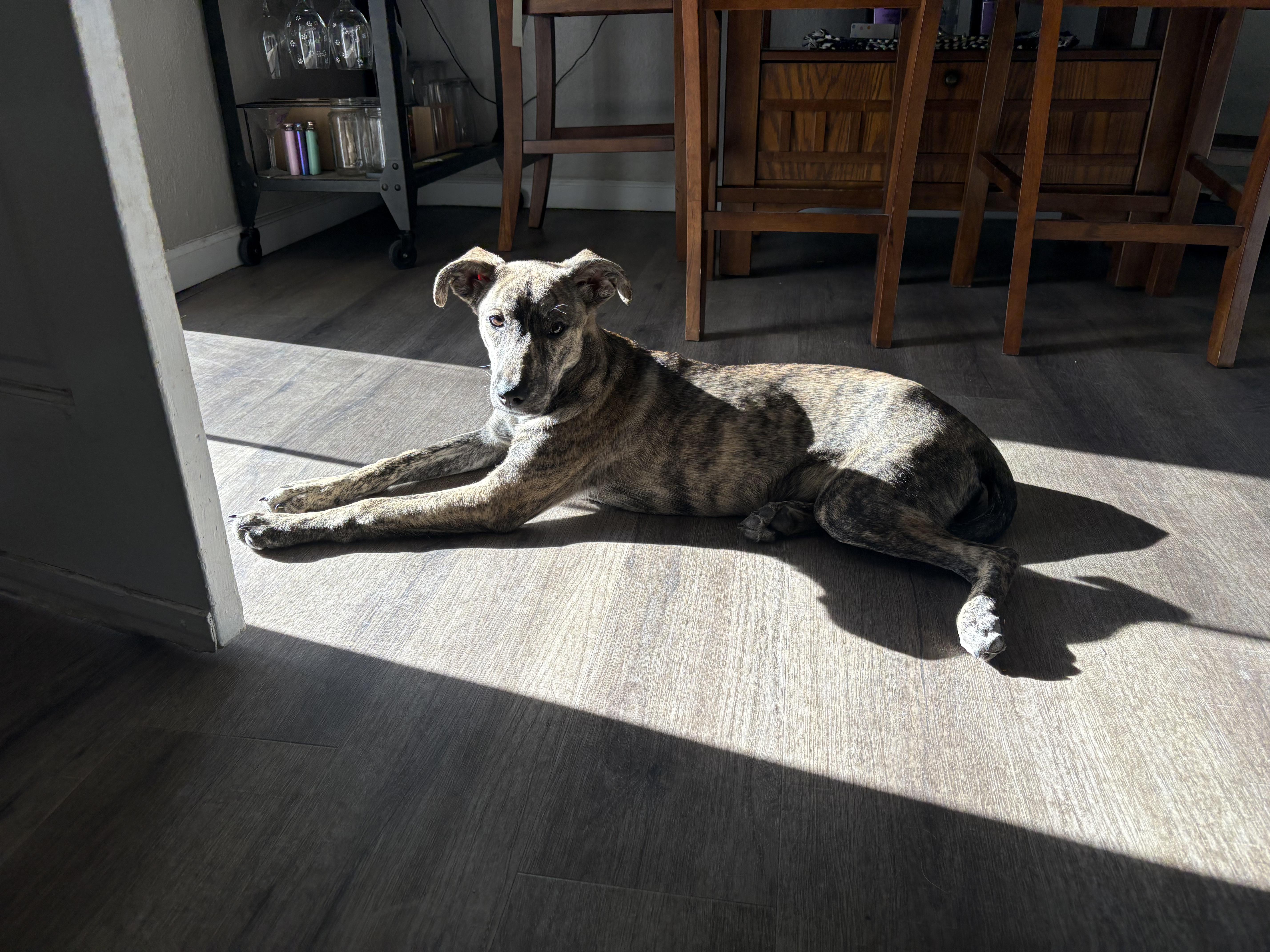 Enlarge Lola, a ADOPTABLE mixed breed in Commerce City, CO image 4/6