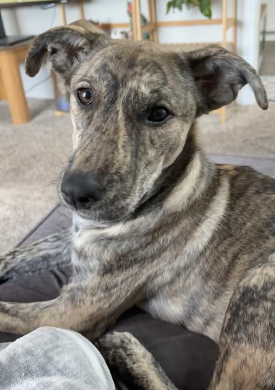Lola, ADOPTABLE, Young Female Mountain Cur.