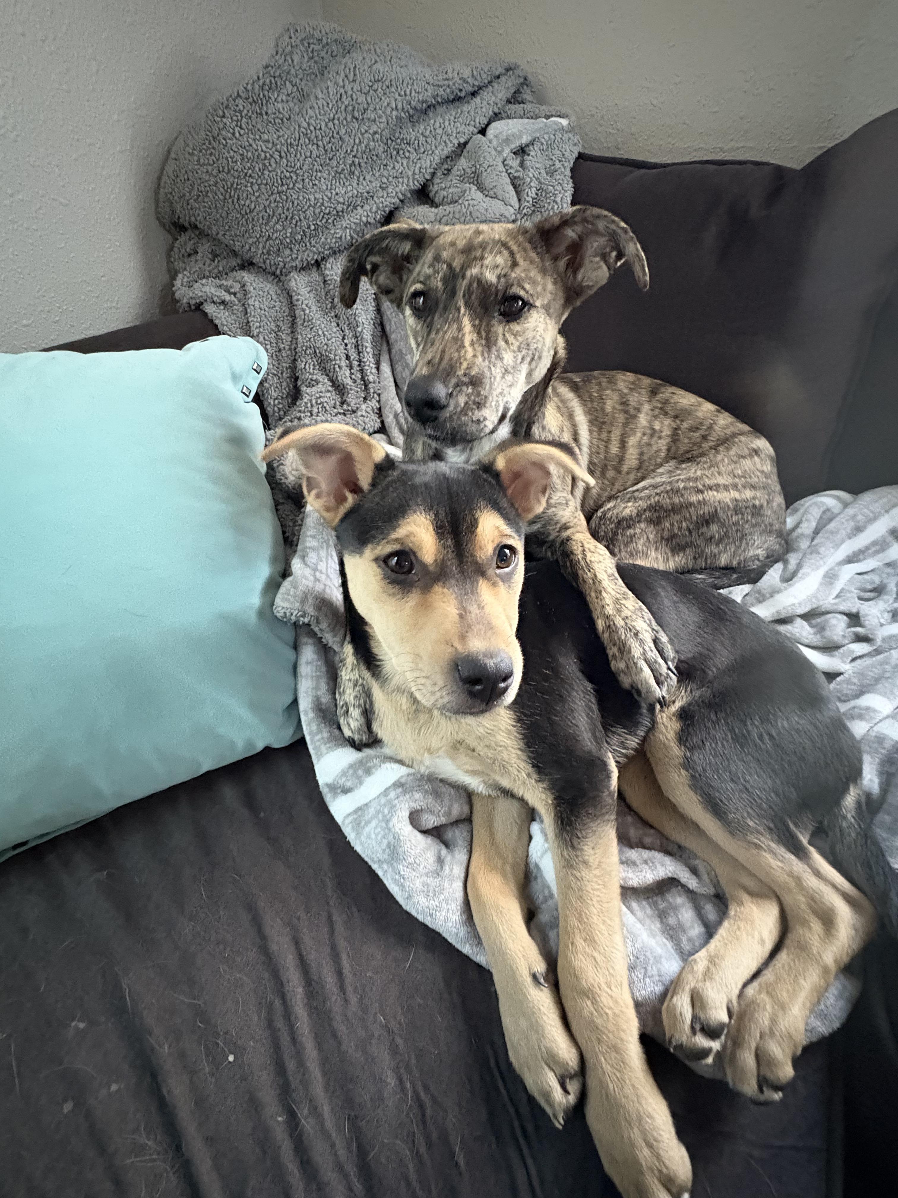 Enlarge Lola, a ADOPTABLE mixed breed in Commerce City, CO image 6/6