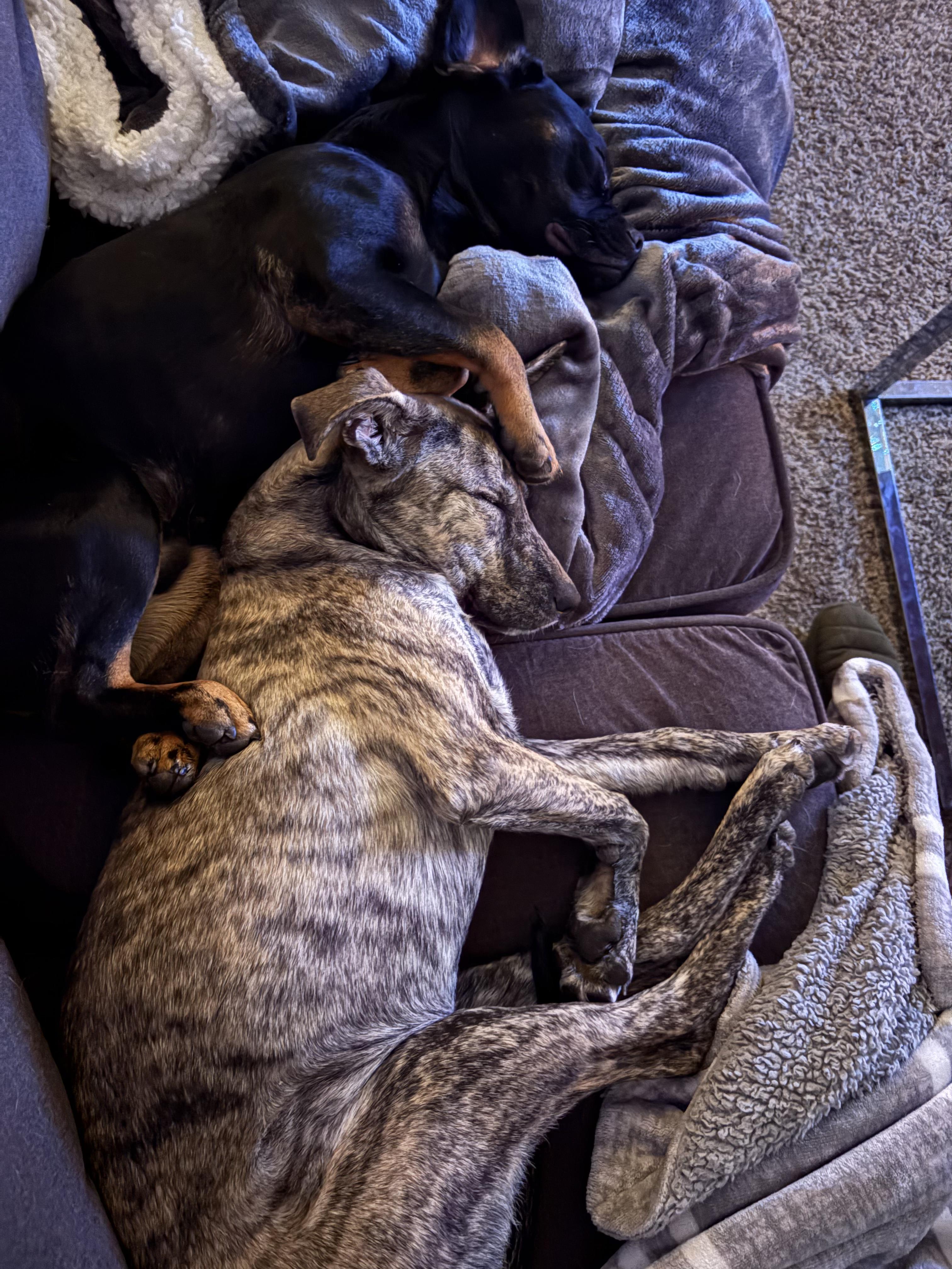 Enlarge Lola, a ADOPTABLE mixed breed in Commerce City, CO image 5/6