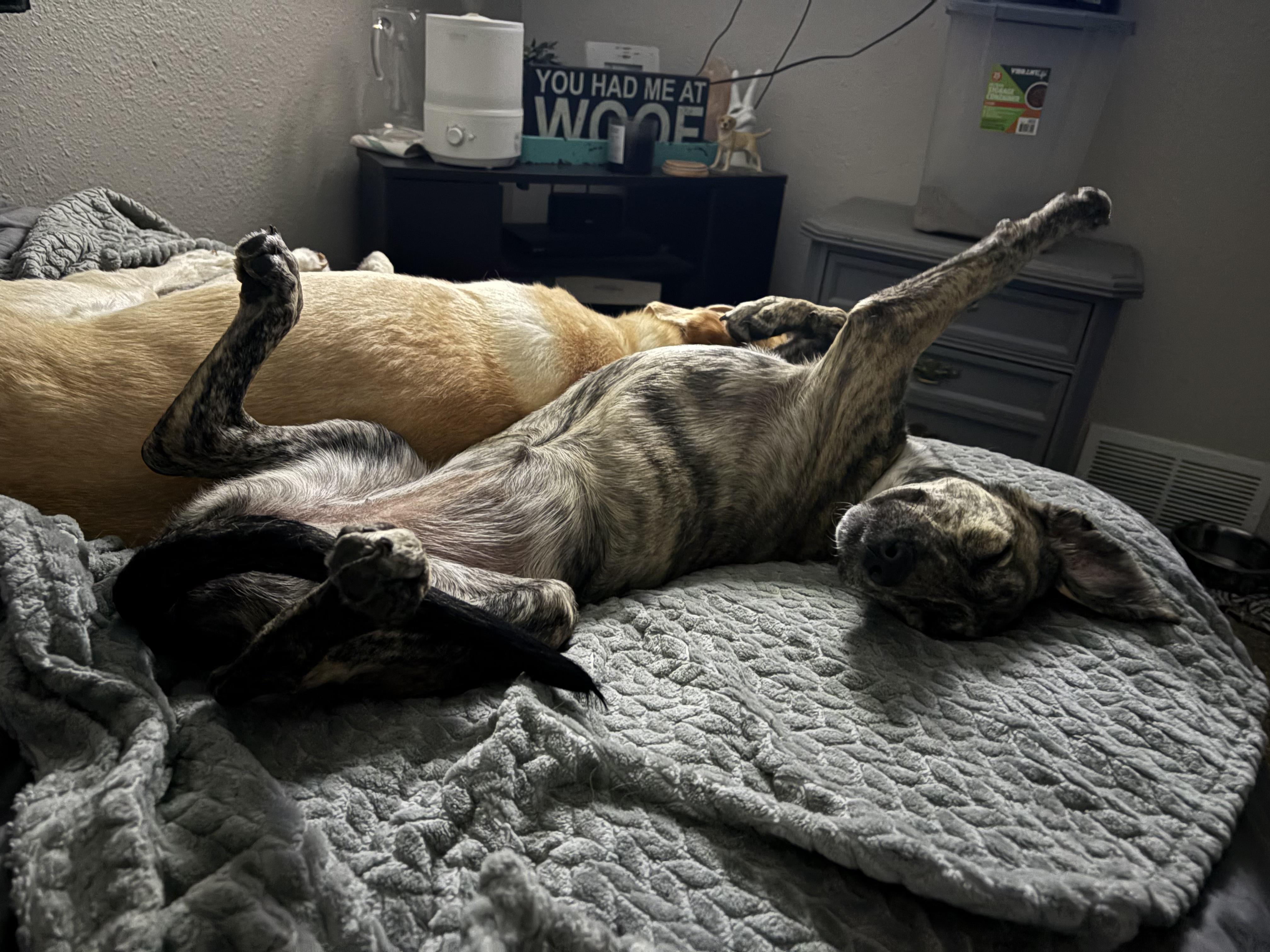 Enlarge Lola, a ADOPTABLE mixed breed in Commerce City, CO image 3/6