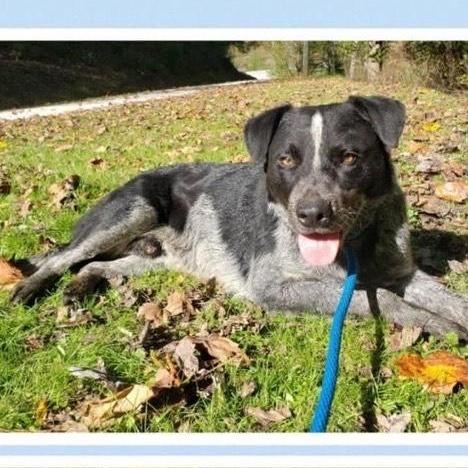 Bluey (Australian Cattle Dog/Blue Heeler), a ADOPTABLE mixed breed in Ringwood, NJ image 2/6