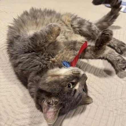 Jane, a Adoptable Domestic Medium Hair in Kanab, UT image 1/5