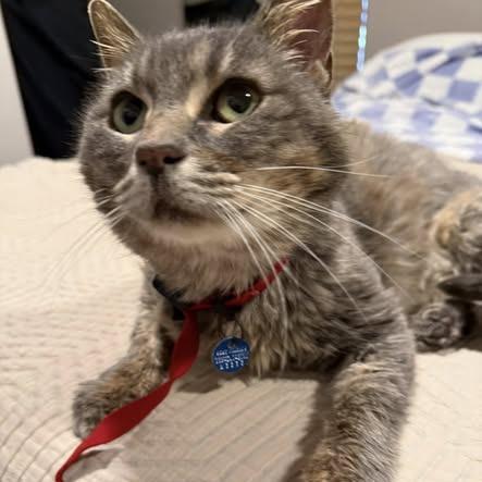 Jane, a Adoptable Domestic Medium Hair in Kanab, UT image 4/5