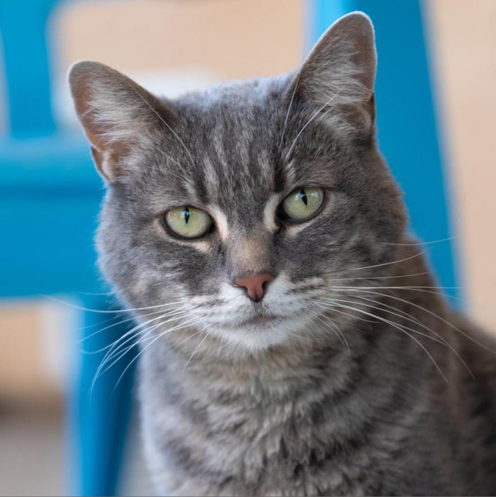 Jane, a Adoptable Domestic Medium Hair in Kanab, UT image 5/5